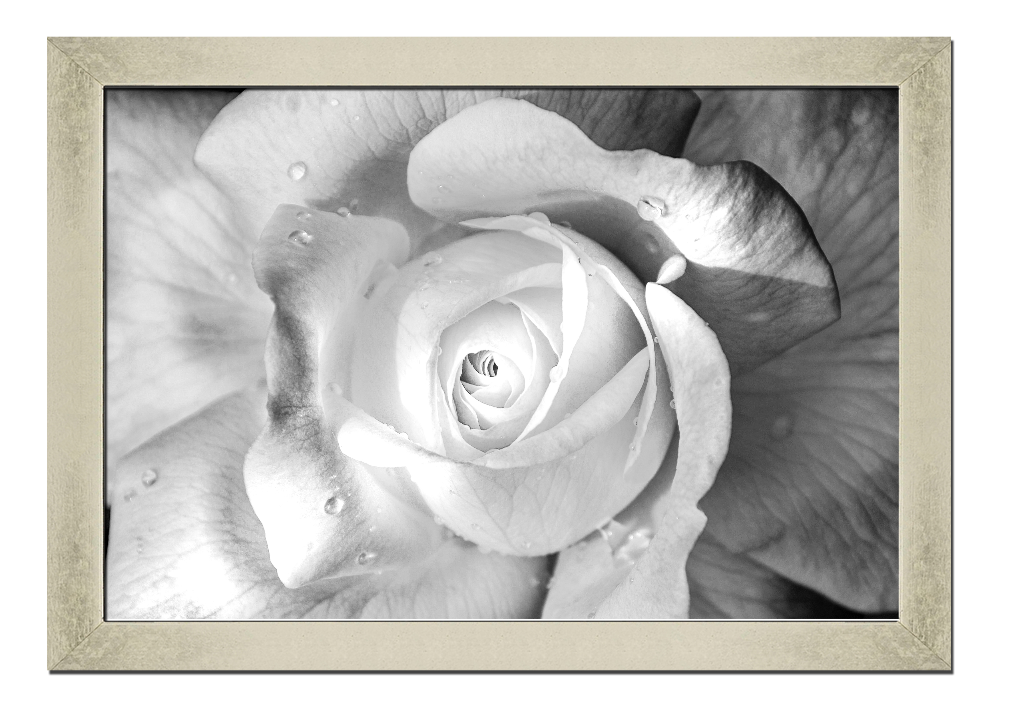 Silver frame картина на файн-арт бумаге белая роза цветы, растения Hotel Arizona HD 31 см x 41 см
Silver frame картина на файн-арт бумаге белая роза цветы, растения Hotel Arizona HD 31 см x 41 см