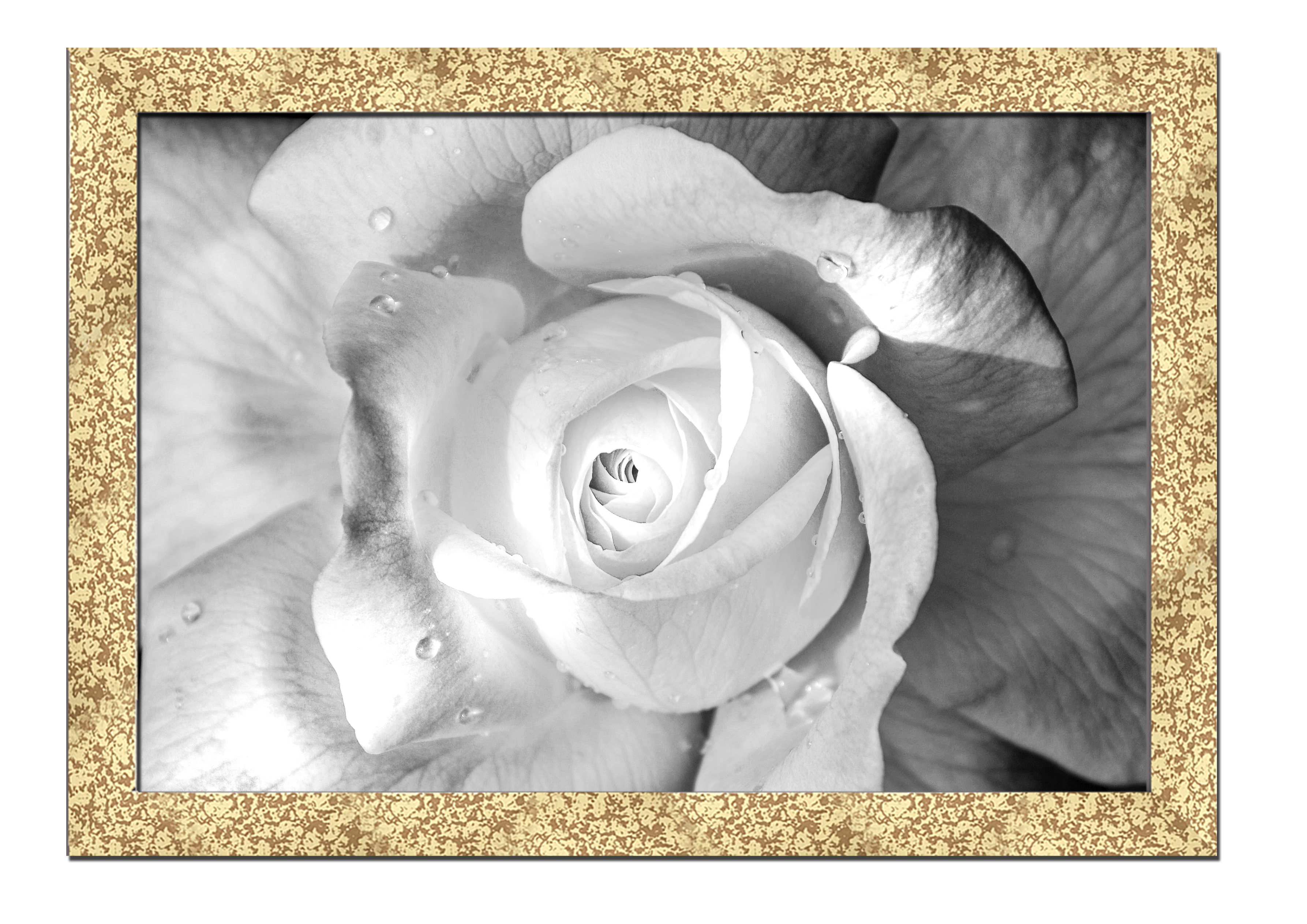 Golden frame картина на файн-арт бумаге белая роза цветы, растения Hotel Arizona HD 31 см x 41 см
Golden frame картина на файн-арт бумаге белая роза цветы, растения Hotel Arizona HD 31 см x 41 см