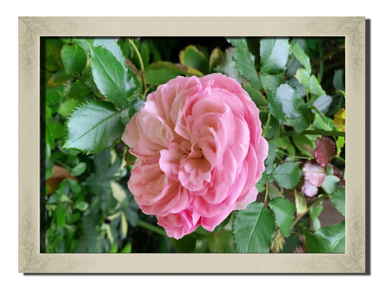 Silver frame картина на файн-арт бумаге утро с розы цветы, растения Hotel Arizona HD 31 см x 41 см
Silver frame картина на файн-арт бумаге утро с розы цветы, растения Hotel Arizona HD 31 см x 41 см