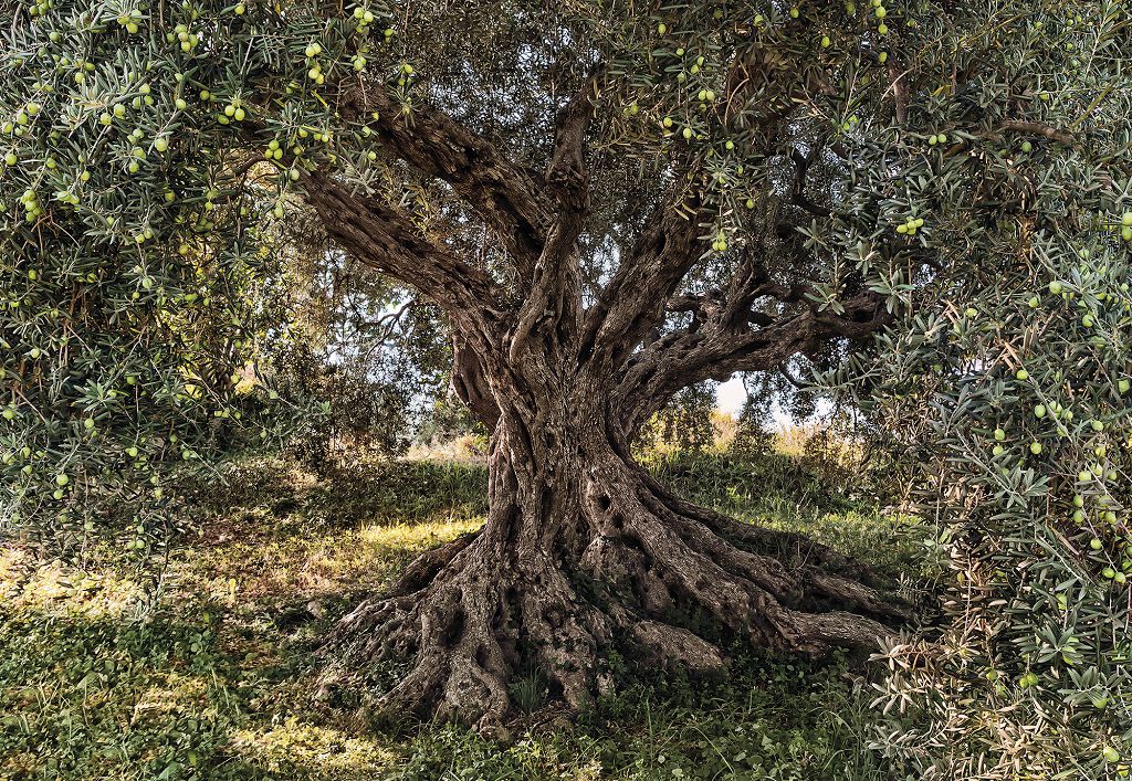 Фотообои бумажные Komar Olive Tree (Оливковое дерево NG) 368х254 см 8 сегментов (8-531)
Фотообои бумажные Komar Olive Tree (Оливковое дерево NG) 368х254 см 8 сегментов (8-531)
