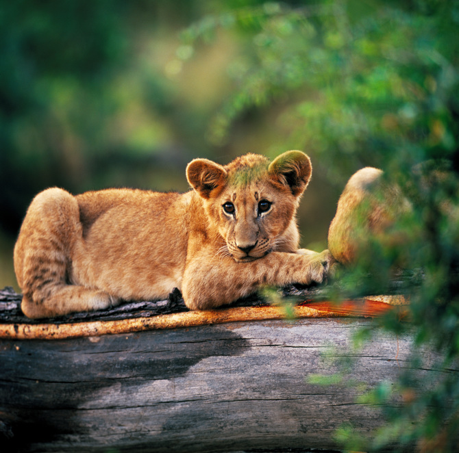 Фотообои Животные 'Львенок' (1908) , Классик
Фотообои Животные 'Львенок' (1908) , Классик