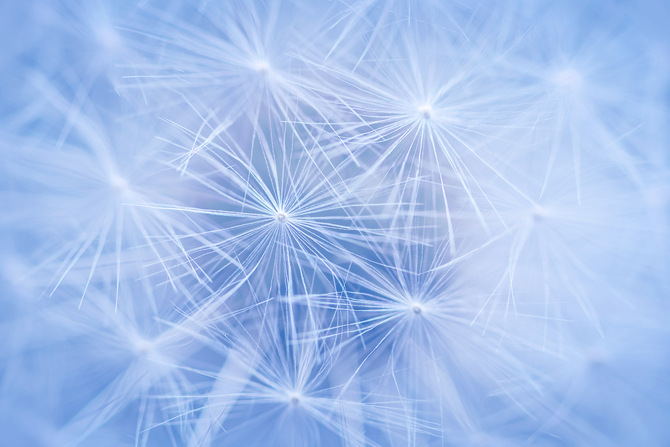 Фотообои Цветы 'Одуванчик макро' (1084) , Фреска
Фотообои Цветы 'Одуванчик макро' (1084) , Фреска