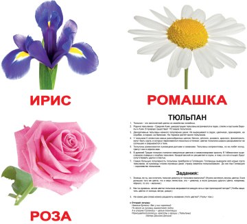 Набор ламинированных карточек "Цветы", на русском языке - Вундеркинд с пелёнок (20-532941)
Набор ламинированных карточек "Цветы", на русском языке - Вундеркинд с пелёнок (20-532941)