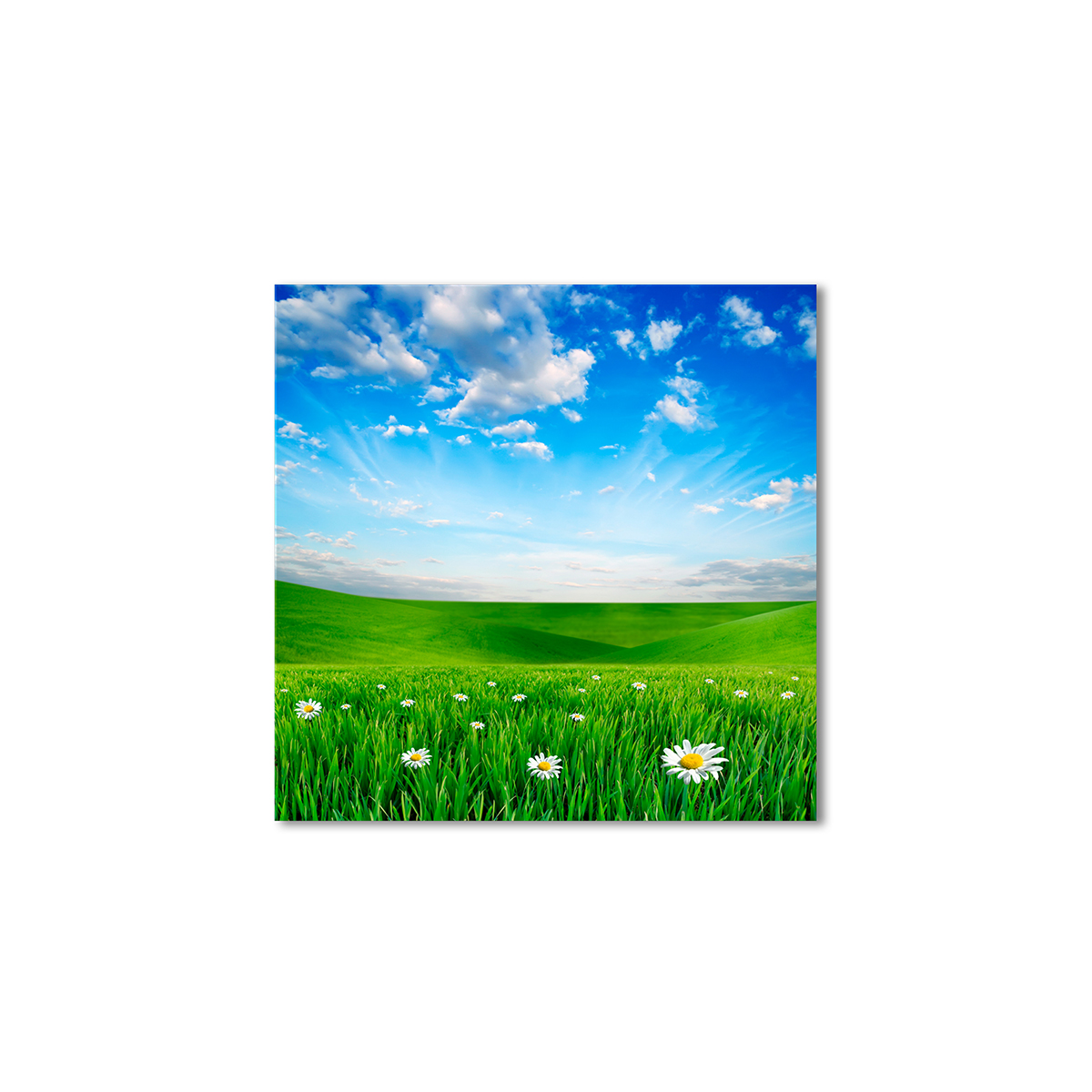 Модульная картина Artel «Зеленая трава ромашки» 80x80 см
Модульная картина Artel «Зеленая трава ромашки» 80x80 см