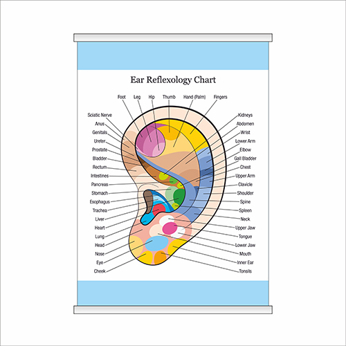 Плакат Beauty Special “Ear reflexology chart” с планкой А0
Плакат Beauty Special “Ear reflexology chart” с планкой А0