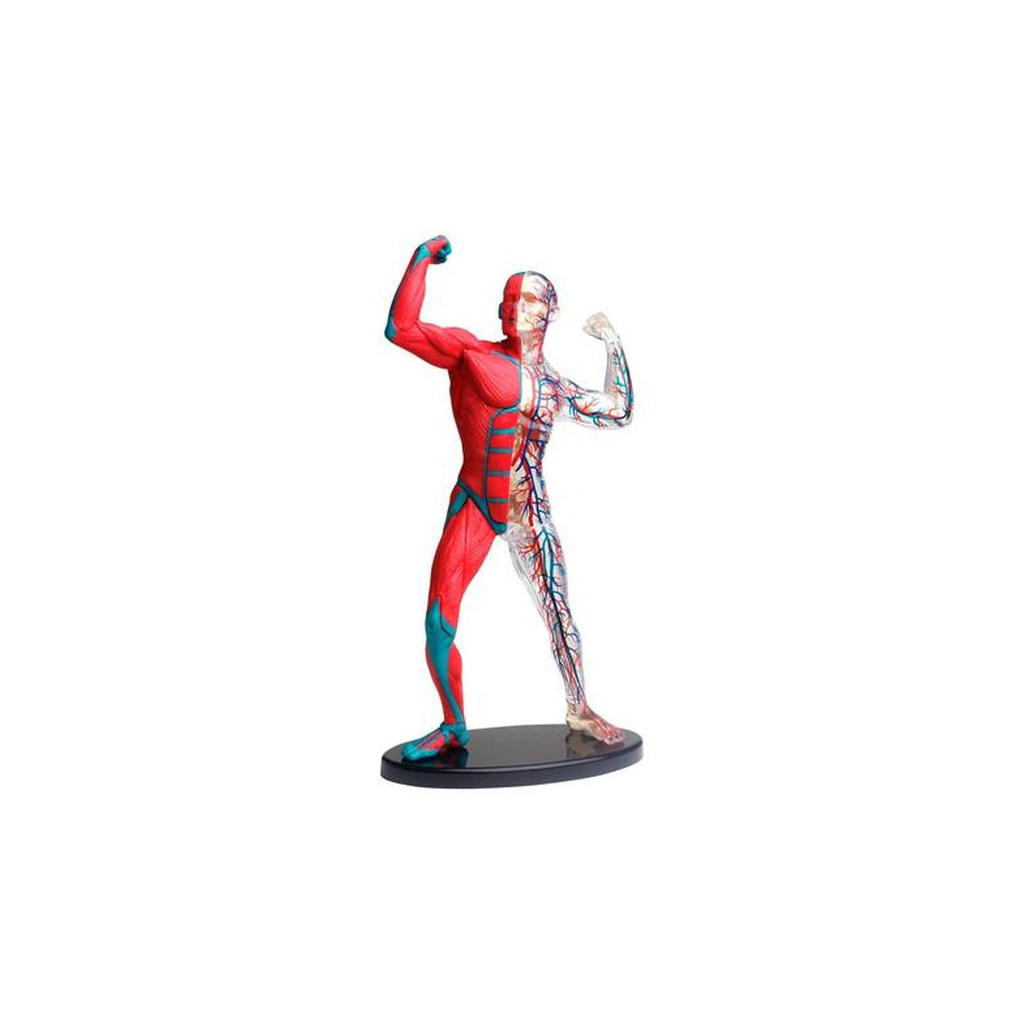 Набор для экспериментов EDU-Toys Модель мышц и скелета человека сборная, 19 см (SK056)
Набор для экспериментов EDU-Toys Модель мышц и скелета человека сборная, 19 см (SK056)