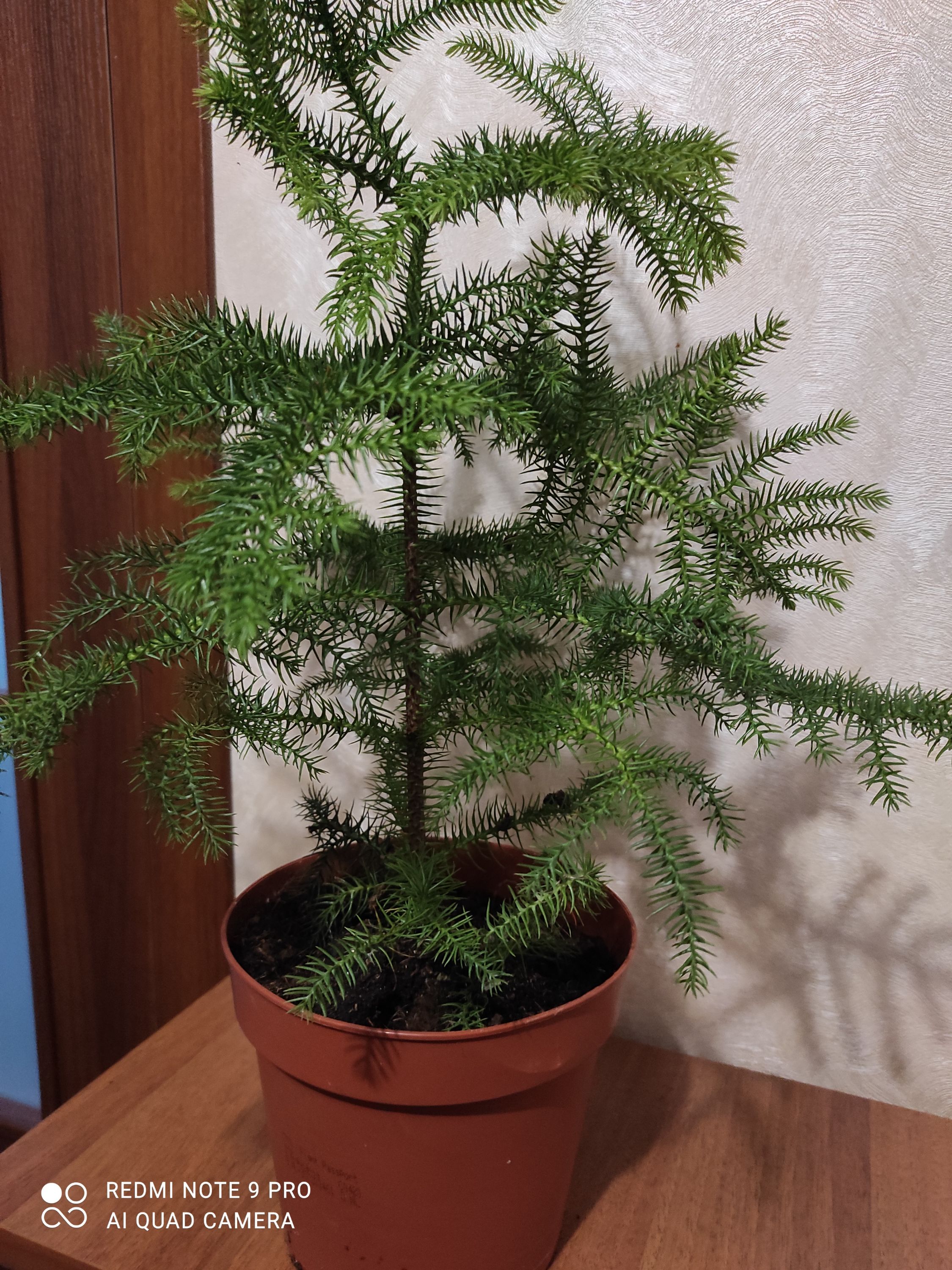 Араукария Araucaria комнатная ель, 25-35 см, объём горшка 0,5л – фото,  отзывы, характеристики в интернет-магазине ROZETKA от продавца: HG-store |  Купить в Украине: Киеве, Харькове, Днепре, Одессе, Запорожье, Львове