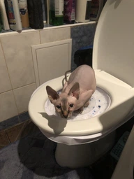 Набор для обучения кошек к унитазу Citi Kitty, Накладка на унитаз для котов, Система приучения кошек к унитазу фото от покупателей 5