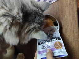 Упаковка вологого корму для кошенят Purina Pro Plan Kitten Healthy Start шматочки в соусі з індичкою 26 шт по 85 г (7613287107503) фото від покупців 11