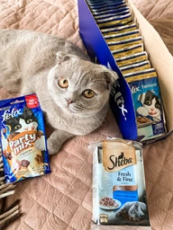 Влажный корм Felix для кошек (с курицей в желе) ТМ "Purina One" 85 г (90840) фото от покупателей 1