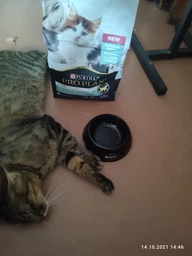 Сухий корм для кошенят Purina Pro Plan LiveClear Kitten Turkey з індичкою 1.4 кг фото від покупців 19