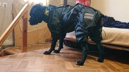 Одяг для собак дощовик с флісом Hunter для собак великих і середніх порід від спаніелю та корги до алабаю та вівчарки. SKU 00052 Розмір M. Your Stylish Hunter. Теплий водостійкий одяг для собаки. фото від покупців 6