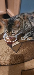 Сухий корм для котят Pro Plan Original Kitten Chicken 1,5 кг (курка) фото від покупців 4