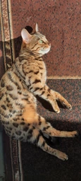 Сухий корм для котят Pro Plan Original Kitten Chicken 1,5 кг (курка) фото від покупців 5