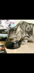 Сухий корм для кошенят Purina Pro Plan LiveClear Kitten Turkey з індичкою 1.4 кг фото від покупців 16