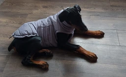 Пуховик Noble Pet Bobby Navy B4118/XL (00001687)
