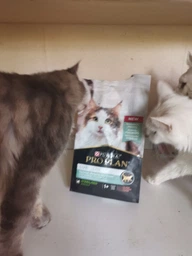 Сух.корм PRO PLAN LiveClear Sterilised Adult для стерил.котов, с лос.1,4 кг(7613287232700) фото от покупателей 18