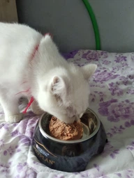 Консервированный корм Purina Pro Plan Veterinary Diets Baby Kitten Нежный мусс с курицей для котят 85 г (8445290673718) фото от покупателей 11