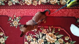 Поводок-рулетка SJ Retractable Dog Leash - 188 см 5 м Желтый (2000100051016)
