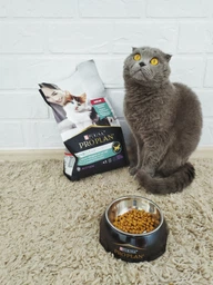 Сухий корм для кошенят Purina Pro Plan LiveClear Kitten Turkey з індичкою 1.4 кг фото від покупців 15