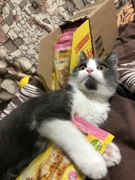 Влажный корм для котят Purina Friskies Junior кусочки в подливе с курицей (26х85г) фото от покупателей 8