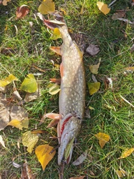 Воблер Worgen Minnow M597 8см/ 9.7г, колір: 36 (4101597236)
