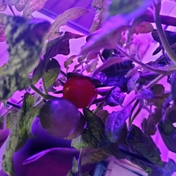 Фітолампа для рослин Plant GrowLight світлодіодна з таймером, чорна (TB017938) фото від покупців 6