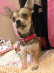 Нашийник для собак шкіряний Collar WAUDOG Glamour з QR паспортом, візерунок "Зірочка", світонакоплювальний, XS, Ш 12 мм, Дл 19-25 см (358313) фото від покупців 2
