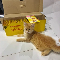 Влажный корм для котят Purina Friskies Junior кусочки в подливе с курицей (26х85г) фото от покупателей 6