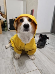 Куртка-дощовик для собак Noble Pet Moss Yellow M-Short (M4108/M-Short) фото от покупателей 18