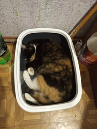 Туалет для котів Природа Comfort M 41 х 30 х 13 см Ультрамарин (4823082417384)