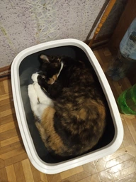 Туалет для котів Природа Comfort M 41 х 30 х 13 см Ультрамарин (4823082417384) фото від покупців 2