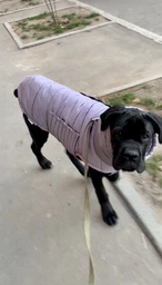 Пуховик Noble Pet Bobby Navy B4118/XL (00001687)