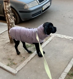 Пуховик Noble Pet Bobby Navy B4118/XL (00001687) фото от покупателей 1