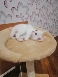 Когтеточка Lucky Pet Прана, серый, 33х33х50см