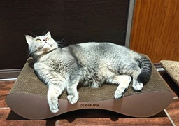Кігтеточка з картону посиленого з дерев'яним фасадом Cat Joy Bionica Beige Wood 63х14х29 см