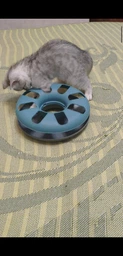 Іграшка для котів Trixie Трек ігровий з мишкою «Crazy Circle» d:24 см, h:29 см фото від покупців 2