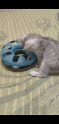 Іграшка для котів Trixie Трек ігровий з мишкою «Crazy Circle» d:24 см, h:29 см фото від покупців 3
