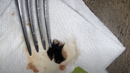 Упаковка влажного корма для собак Леопольд Мясные деликатесы с мясом телятины 24 шт по 100 г (4820185491495-24) фото от покупателей 3