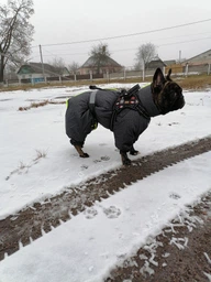 Комбінезон Pet Fashion COLD для собак сірий 5XL