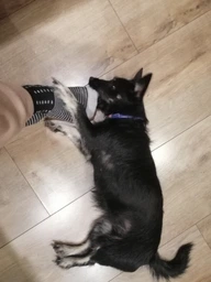 Нашийник для собак шкіряний Waudog Glamour круглий з QR паспортом х 13 мм х 53-63 см Жовтий (35318 Col) фото від покупців 4
