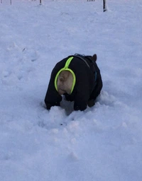 Комбінезон Pet Fashion COLD для собак сірий 5XL фото від покупців 16