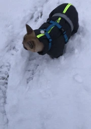 Комбінезон Pet Fashion COLD для собак сірий 5XL фото від покупців 14