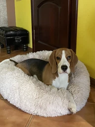 Лежак для кошек и собак 50 см бордо Maipets Подушка-для домашних животных мягкая фото от покупателей 5