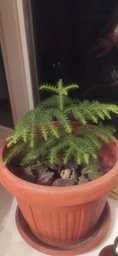 Араукарія Araucaria кімнатна ялина, 50-60 см, об'єм горщика 1л фото від покупців 5