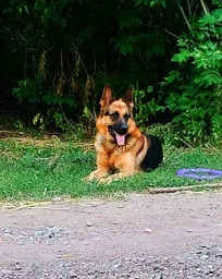 Повідець для собак WAUDOG Waterproof (ВАУДОГ Вотерпруф) водостійкий 305 см 25 мм Блакитний (27342) фото від покупців 17