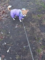 Комбінезон Collar AiryVest One для собак, розмір XS 25 Блакитний (24122)