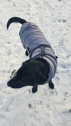 Пуховик Noble Pet Bobby Navy B4118/4XL (00001717) фото от покупателей 14