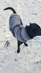 Пуховик Noble Pet Bobby Navy B4118/4XL (00001717) фото от покупателей 13