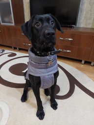 Пуховик Noble Pet Bobby Navy B4118/4XL (00001717) фото от покупателей 12